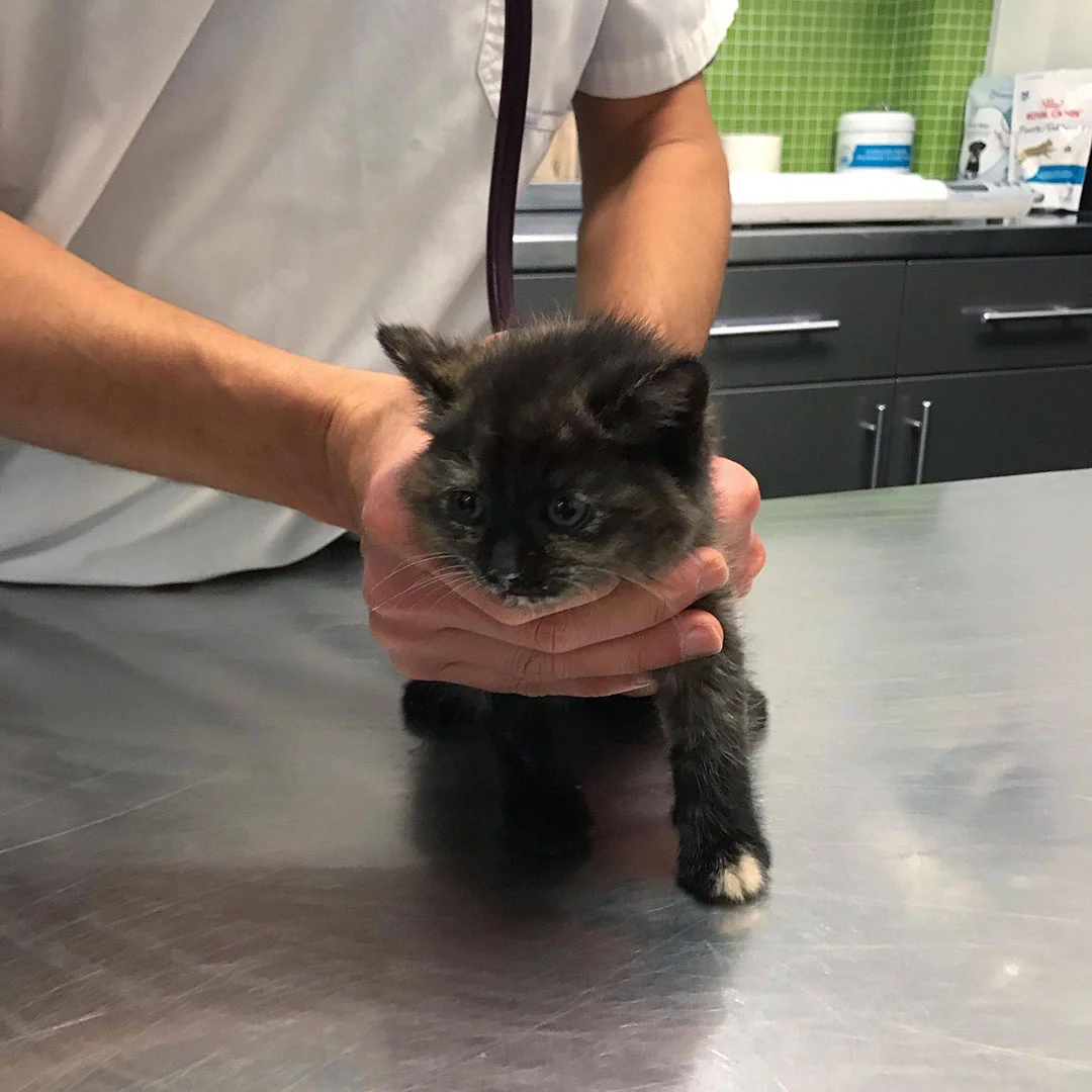 Ellie recibiendo atención