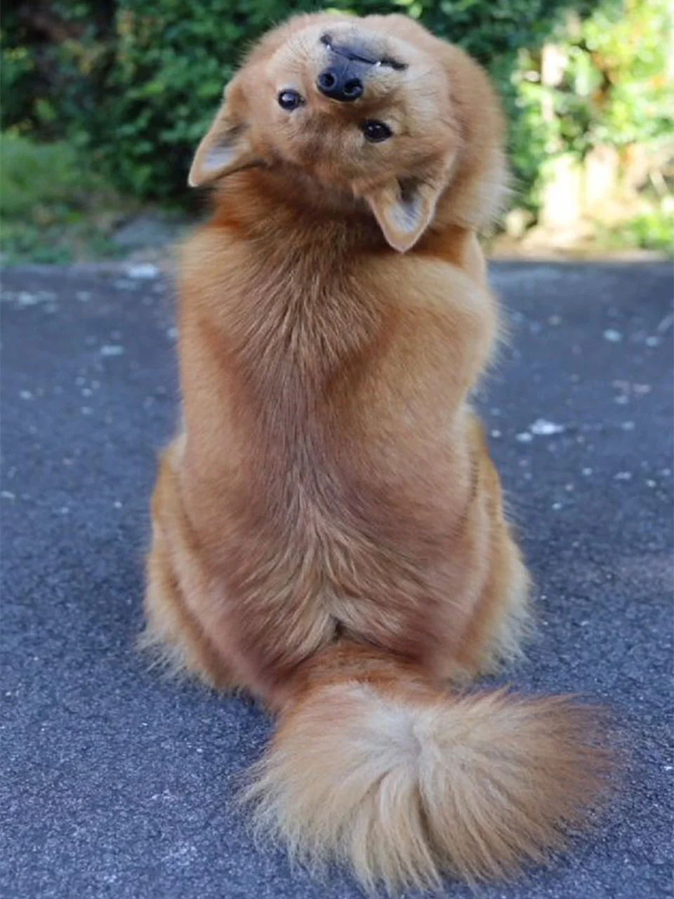 Este perro gira cabeza