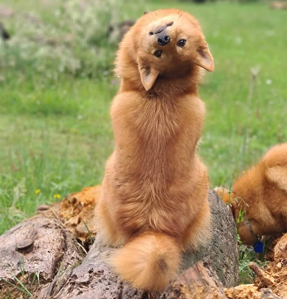 Este perro gira cuello
