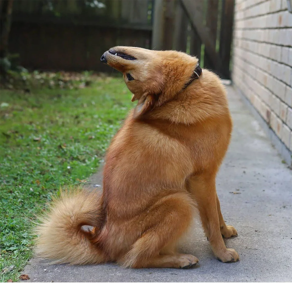Este perro gira