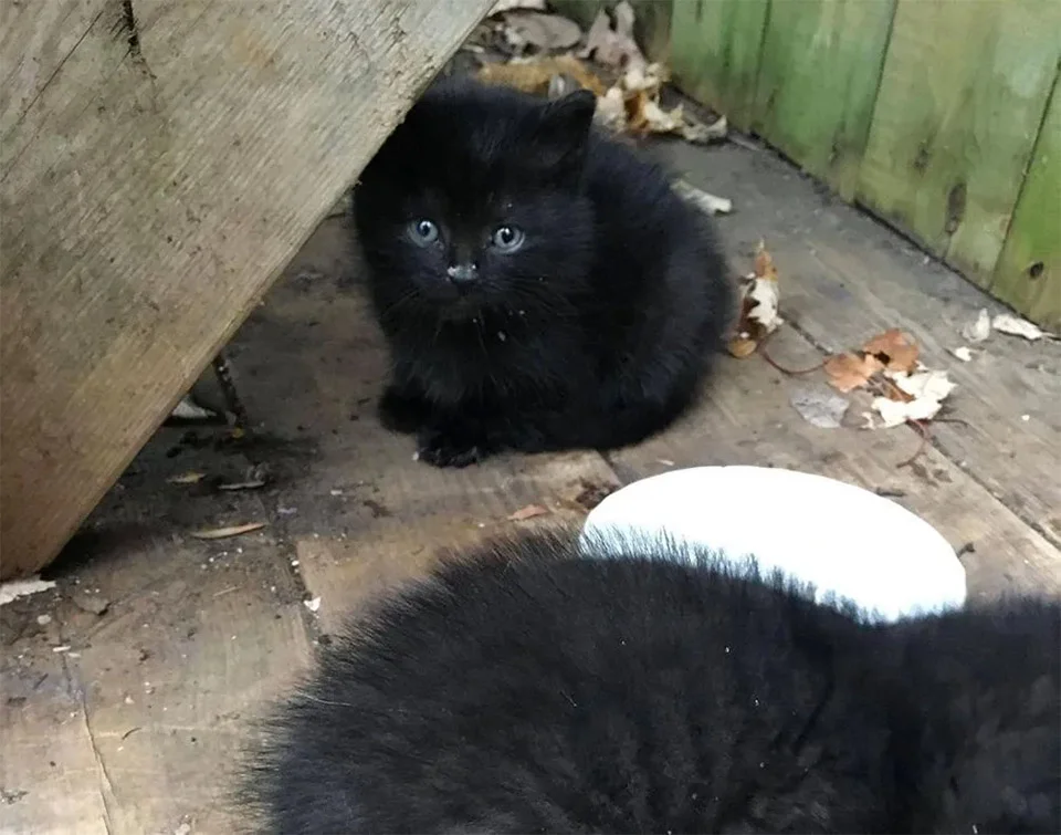 Felinos reciben ayuda