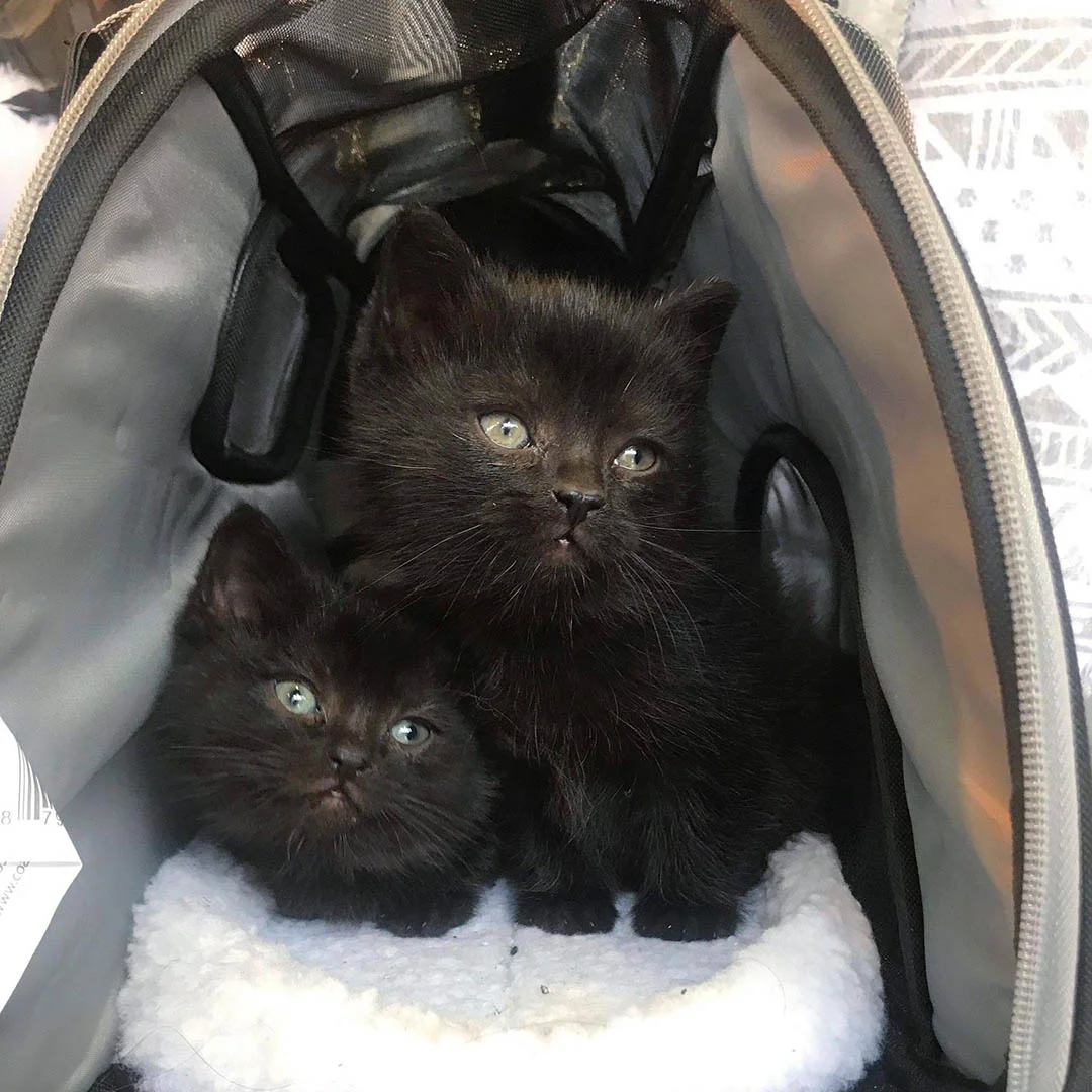 Felinos transportados