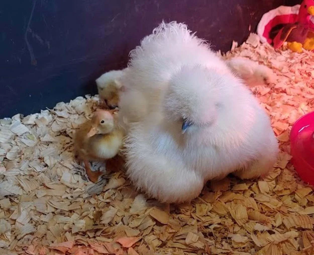 Gallina cuida de patito