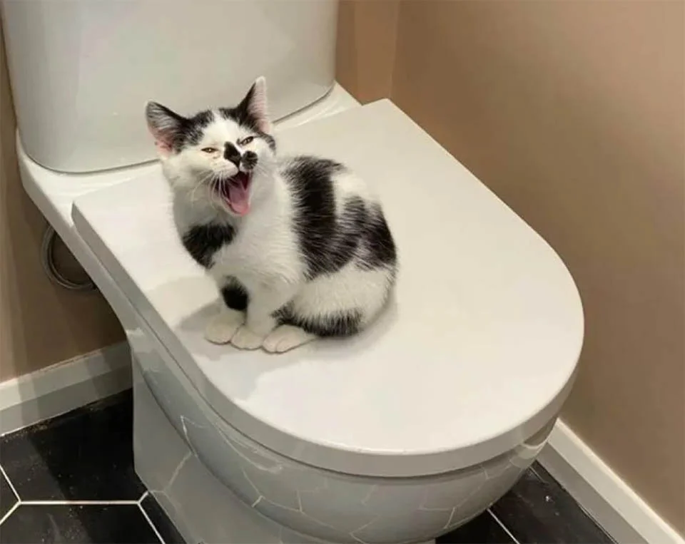 Gatita rechazado por su madre