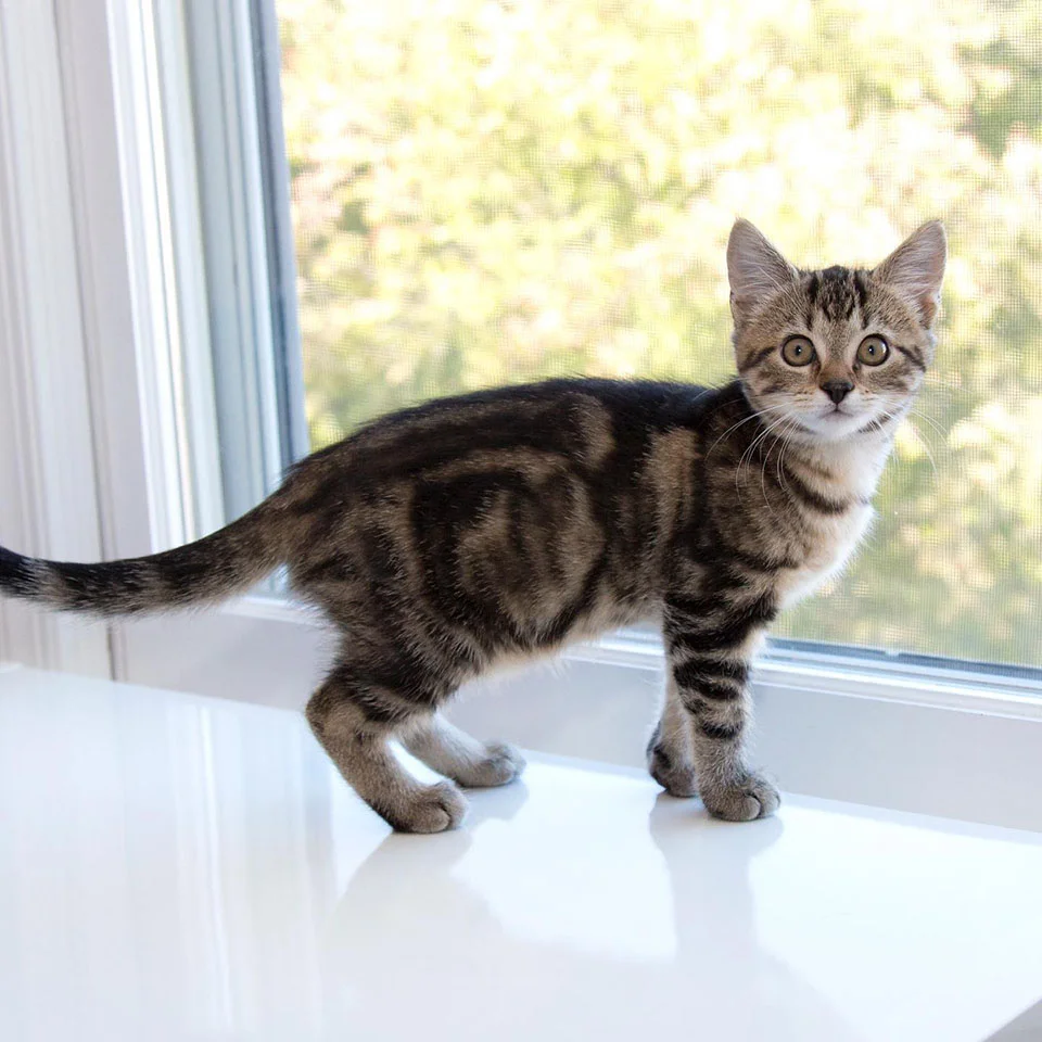 Gatita rescatada insiste regazo