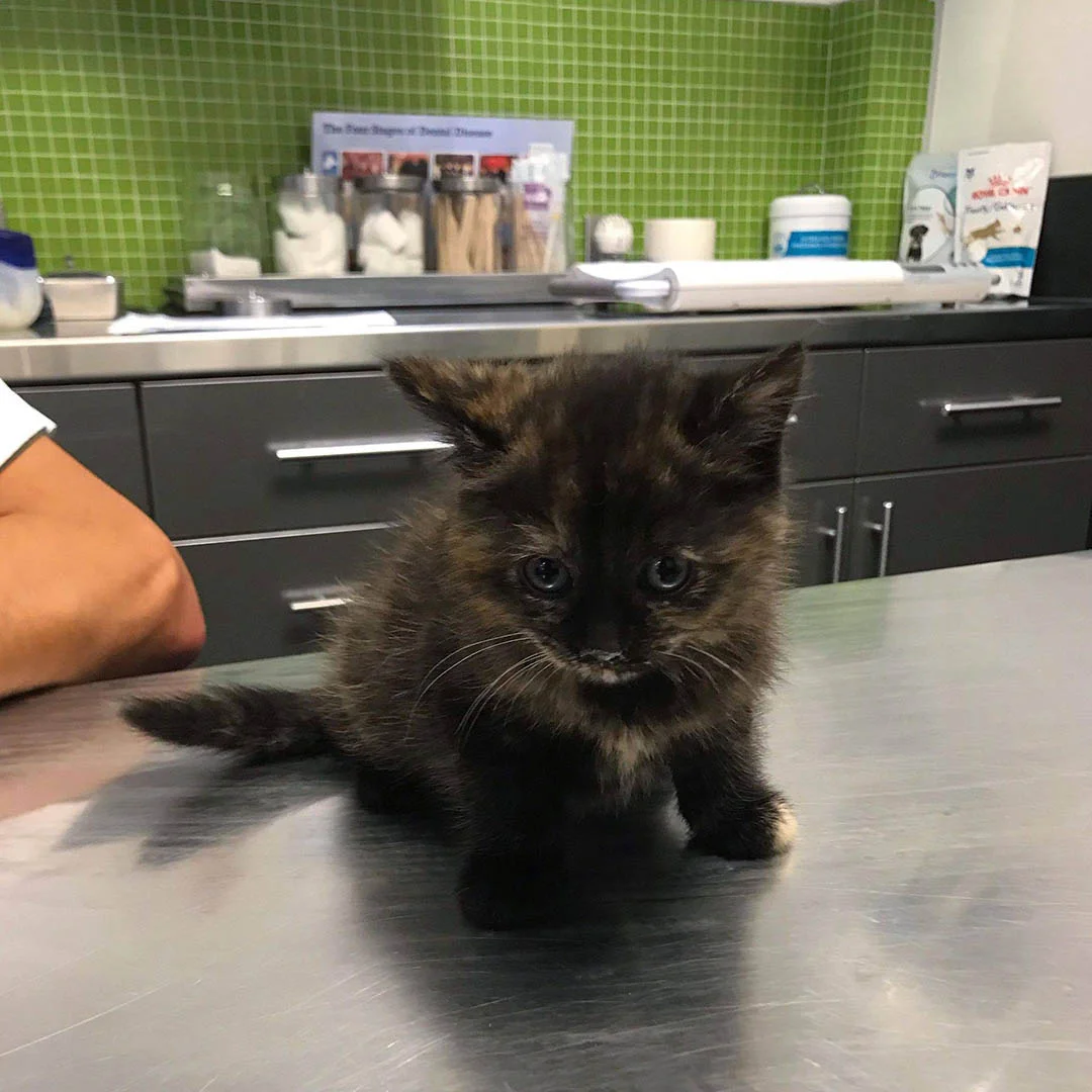 Gatita rescatada veterinario