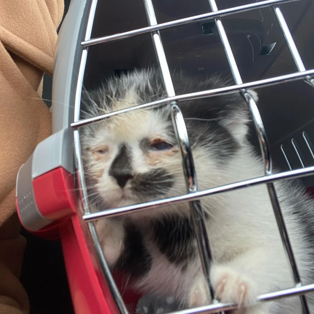 Gatito bebé Rechazado por su madre