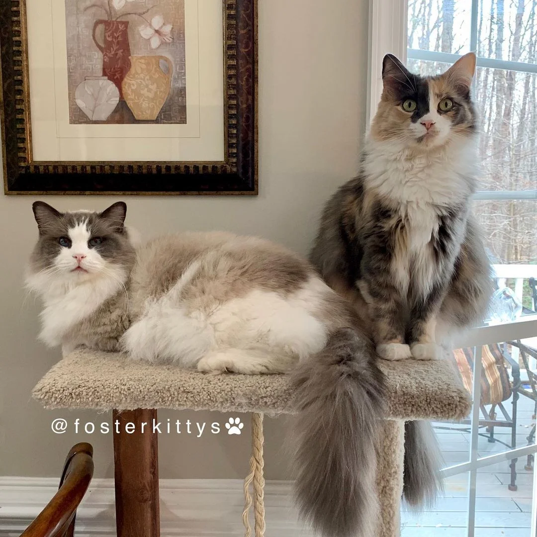 Gatito busca familia de sus sueños