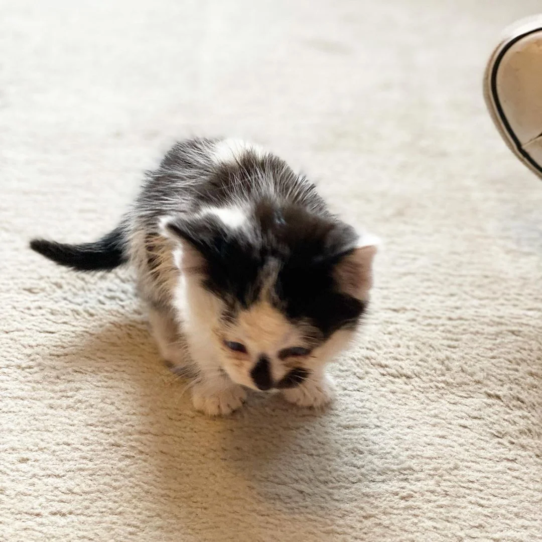 Gatito encuentra una familia