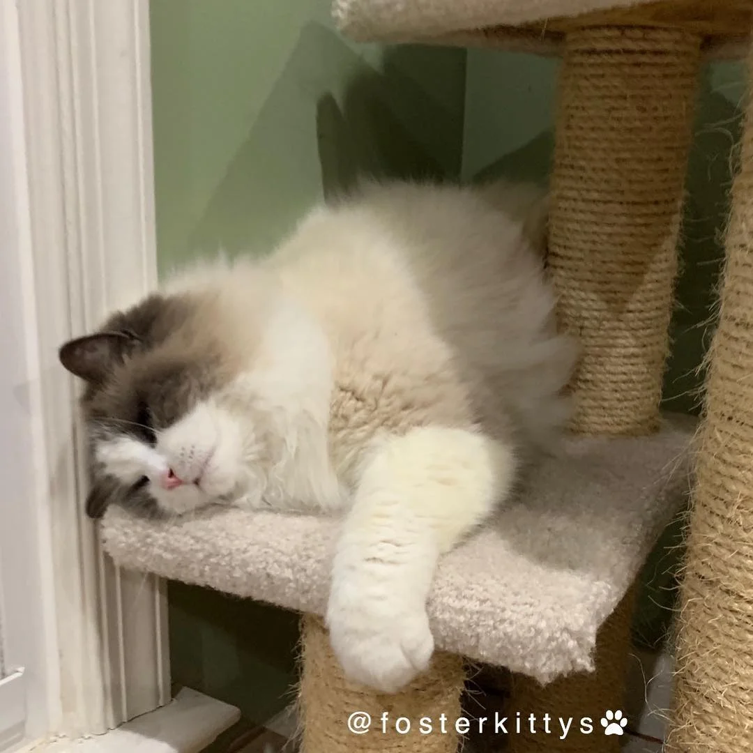 Gatito esponjoso busca familia de sus sueños