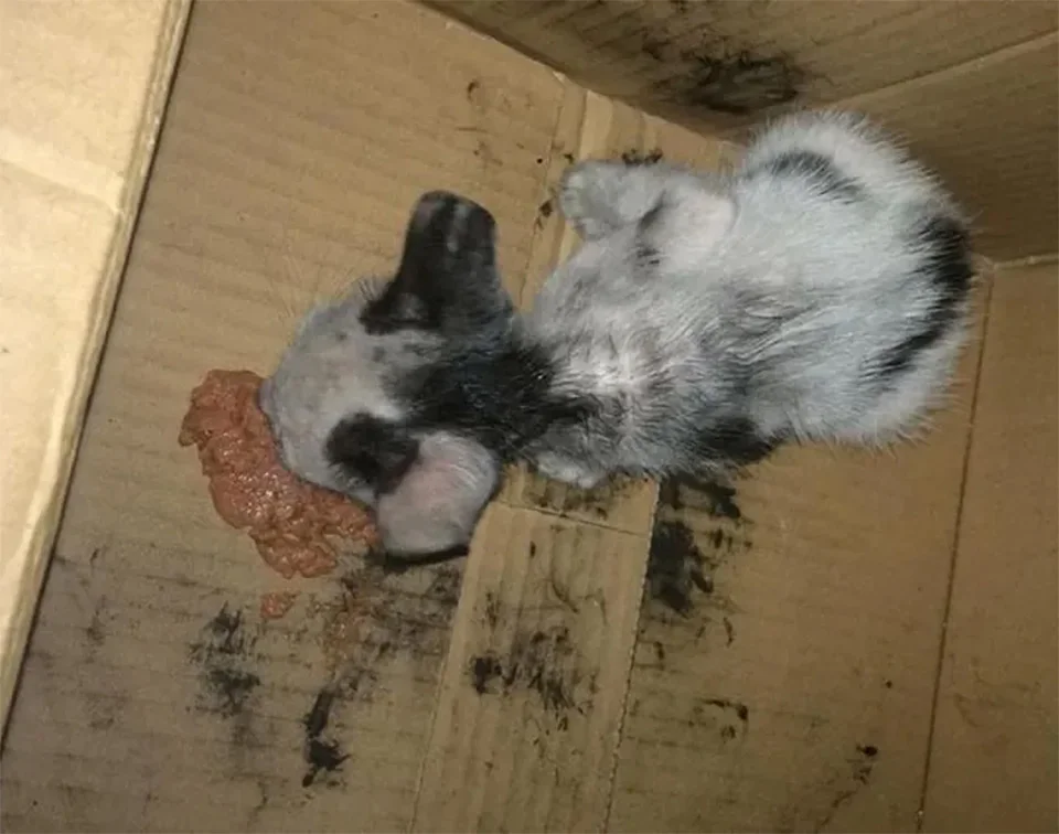 Gatito huérfano rescatado