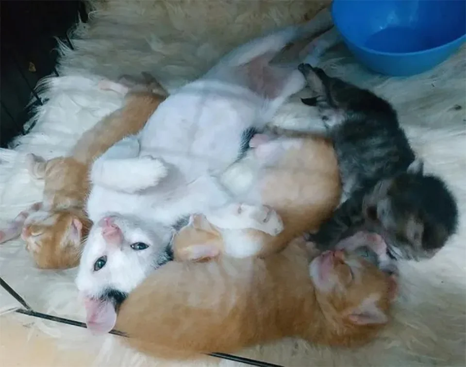 Gatito huérfano se cuela camada