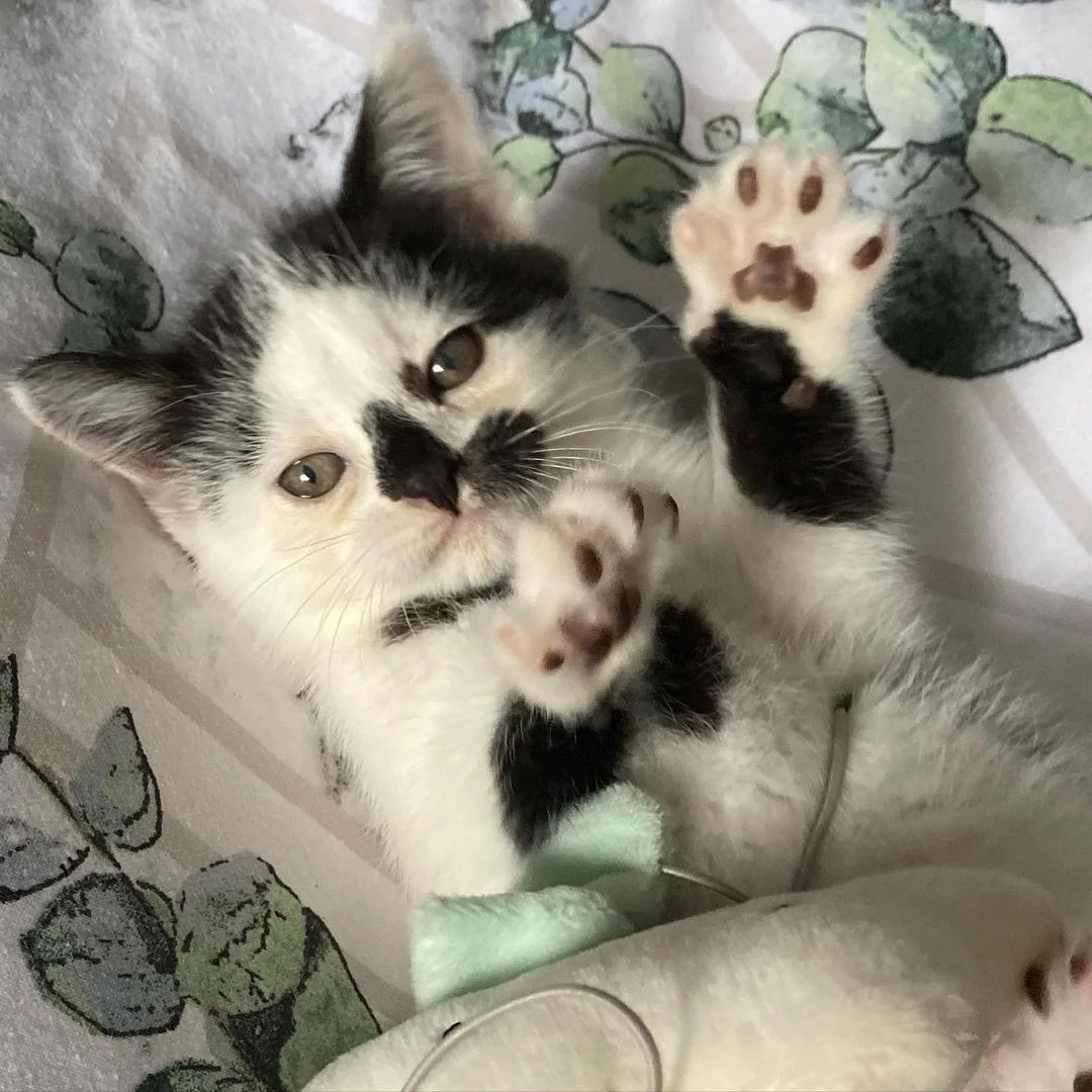 Gatito rechazado por su madre