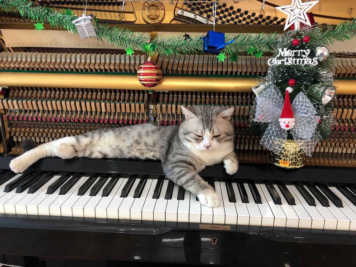 Gatito recibe masaje con martillos del piano