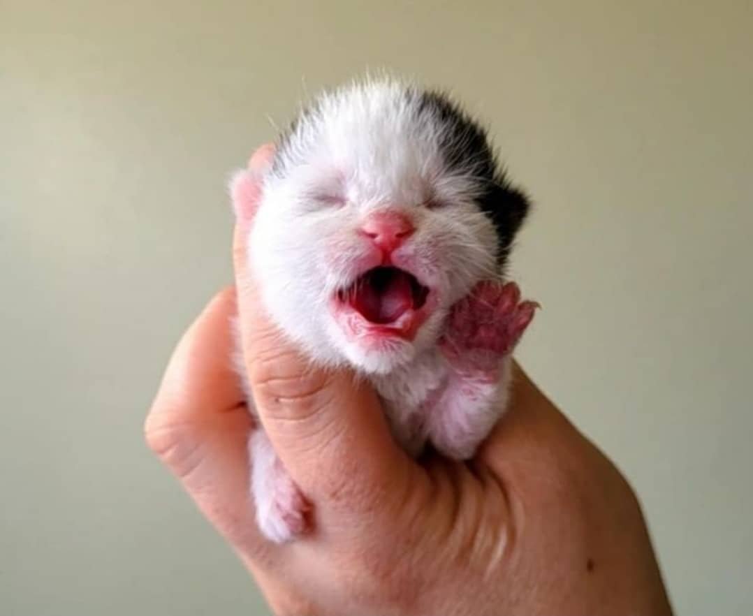 Gatito recién nacido