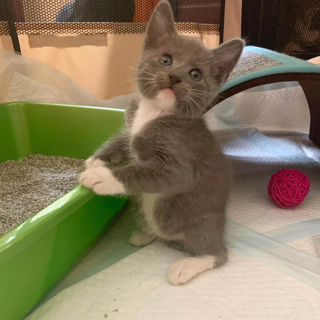 Gatito sin cola prospera