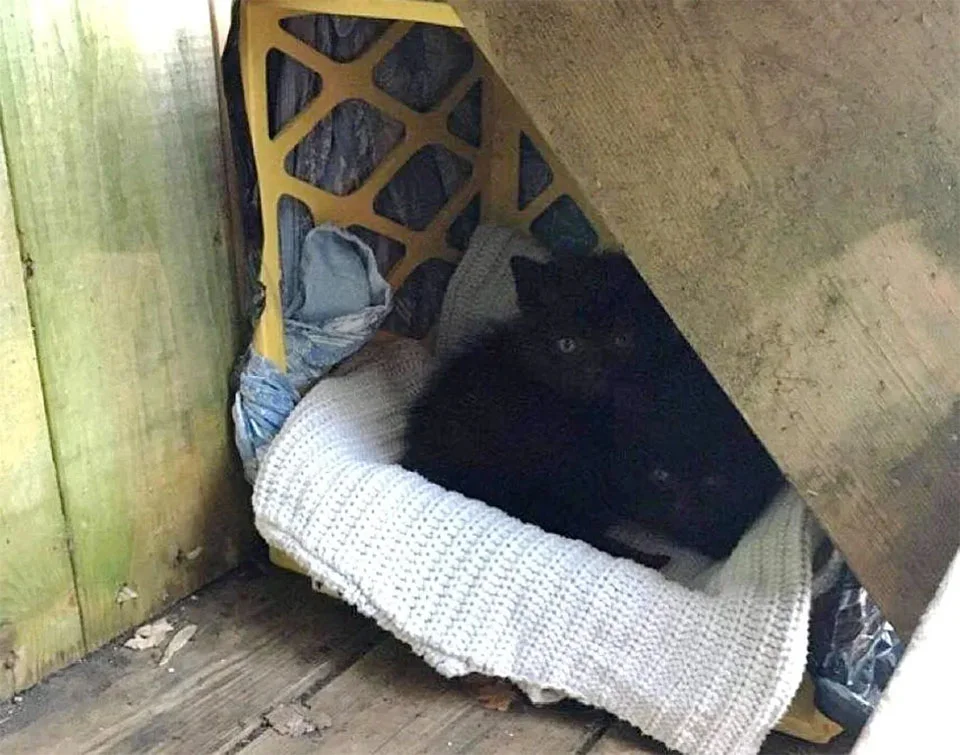 Gatitos reciben ayuda