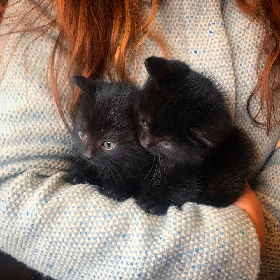 Gatitos rescatados