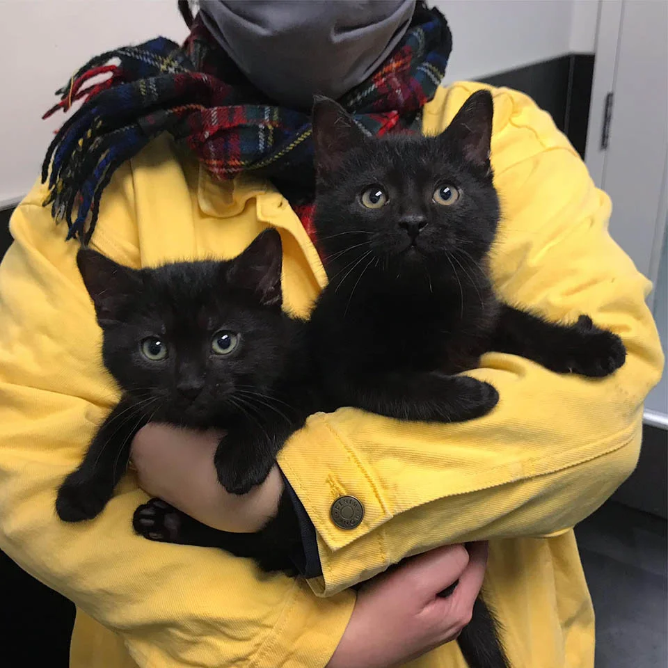 Gatitos se acercan familia