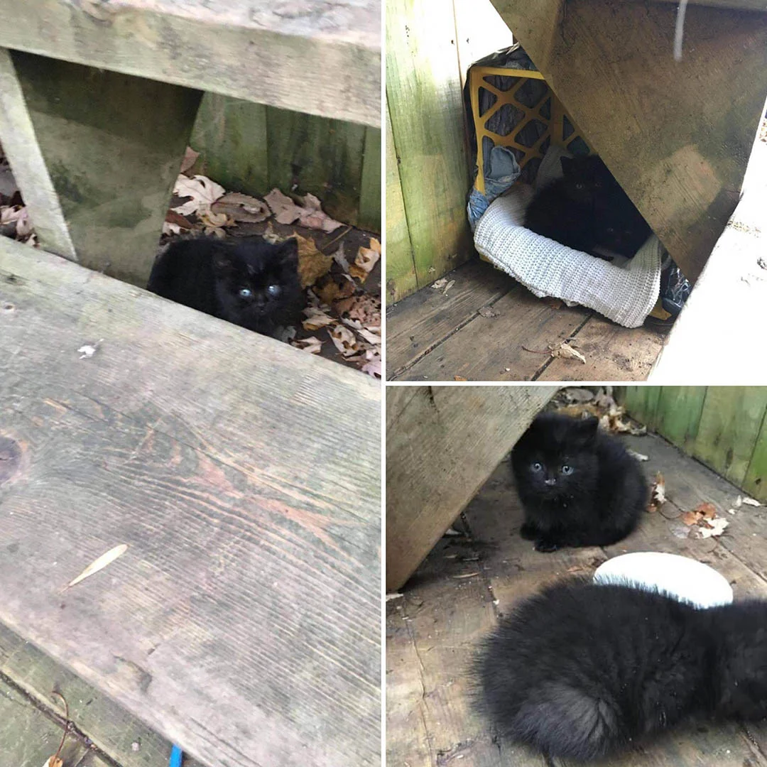 Gatitos se acercan jardín