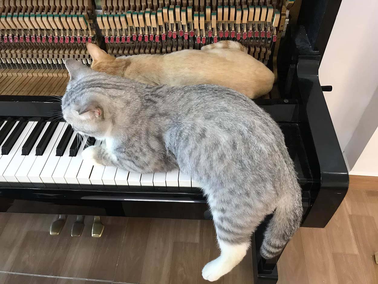 Gato recibe un masaje con el piano