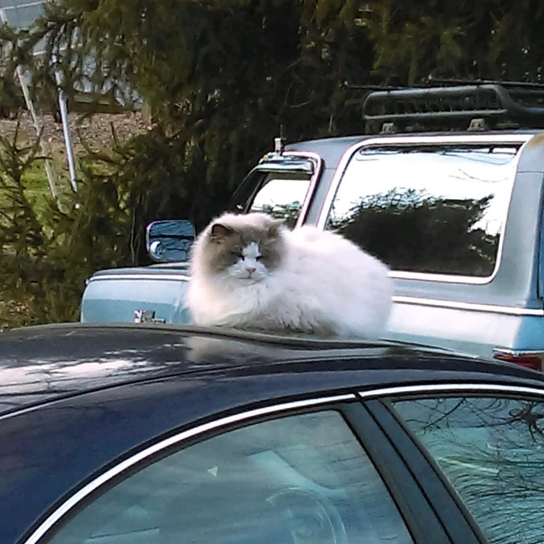 Gato se acerca a puerta del vecino