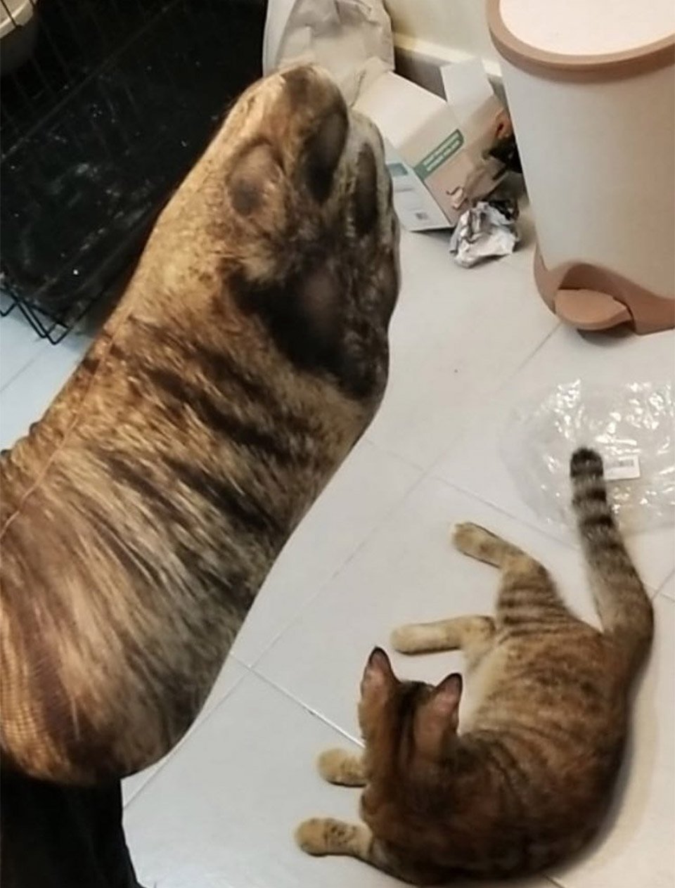 Gato y calcetín