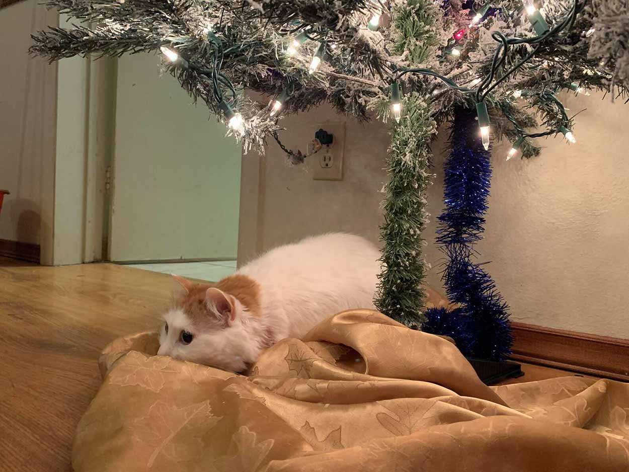 Gato y su árbol de navidad