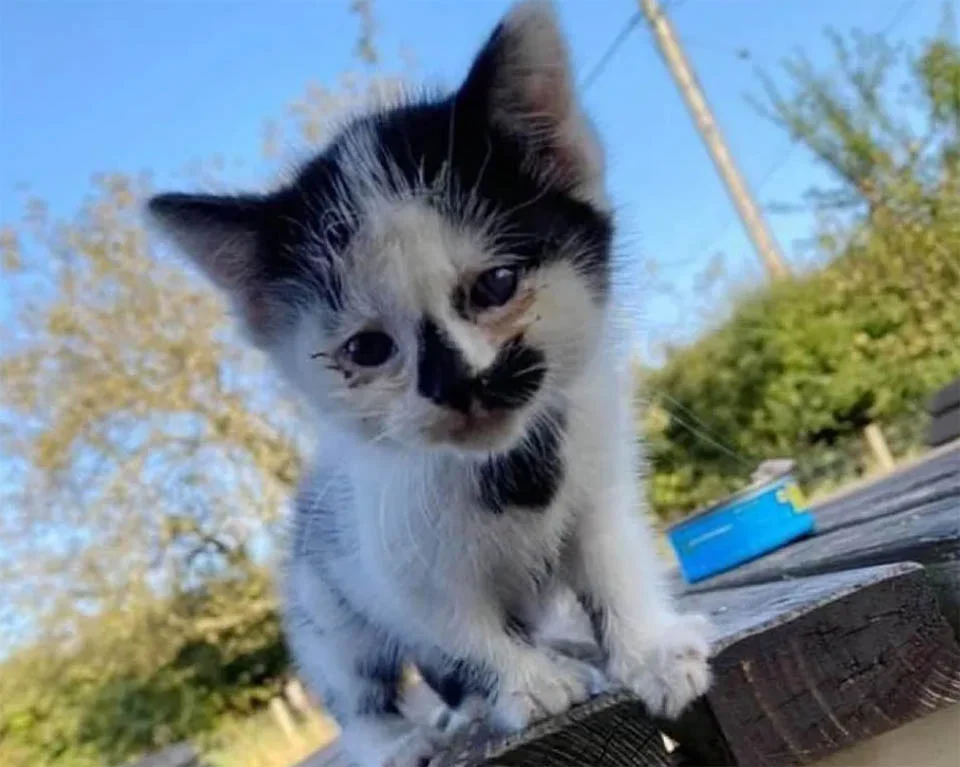 Hermoso gatito adoptado
