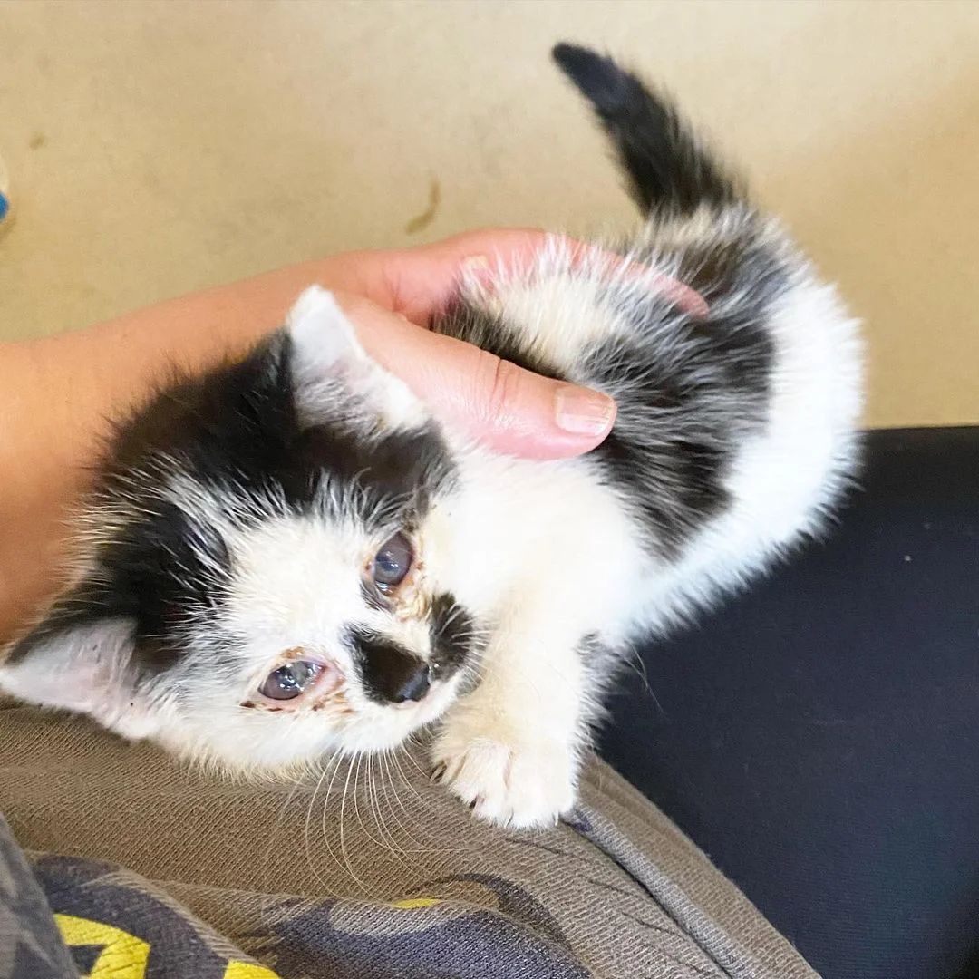 Hermoso gatito rechazado por su madre