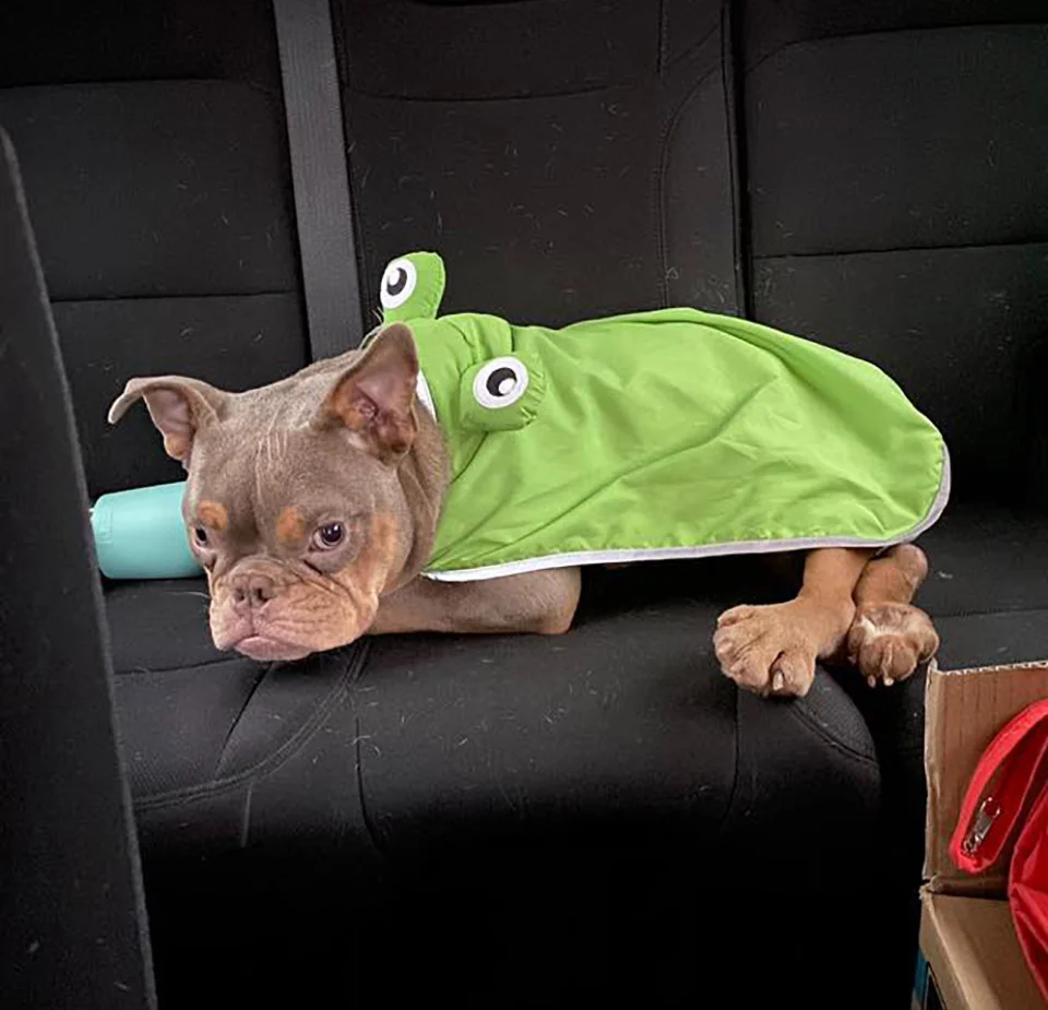 Jack con traje
