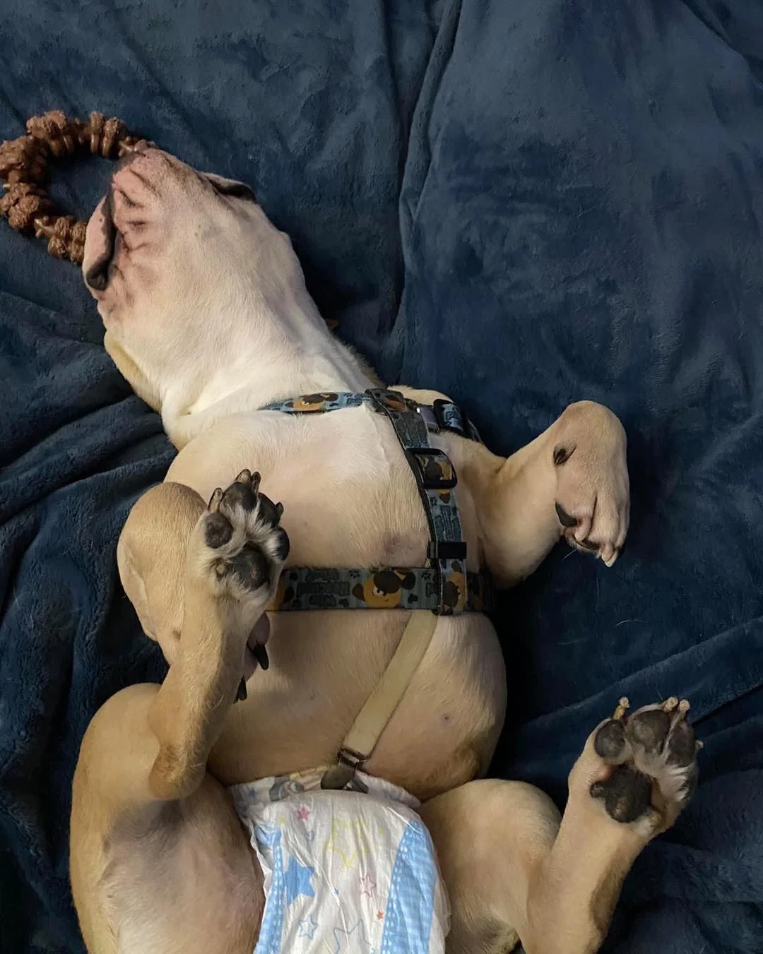 Jack descansando
