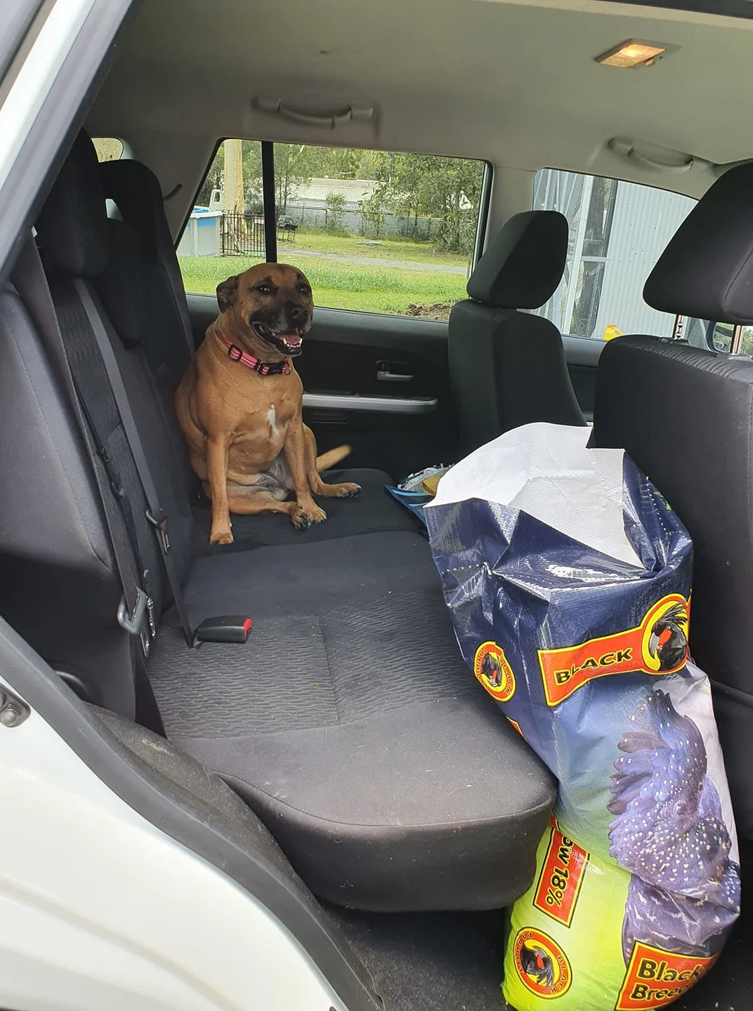 Molly dentro del auto