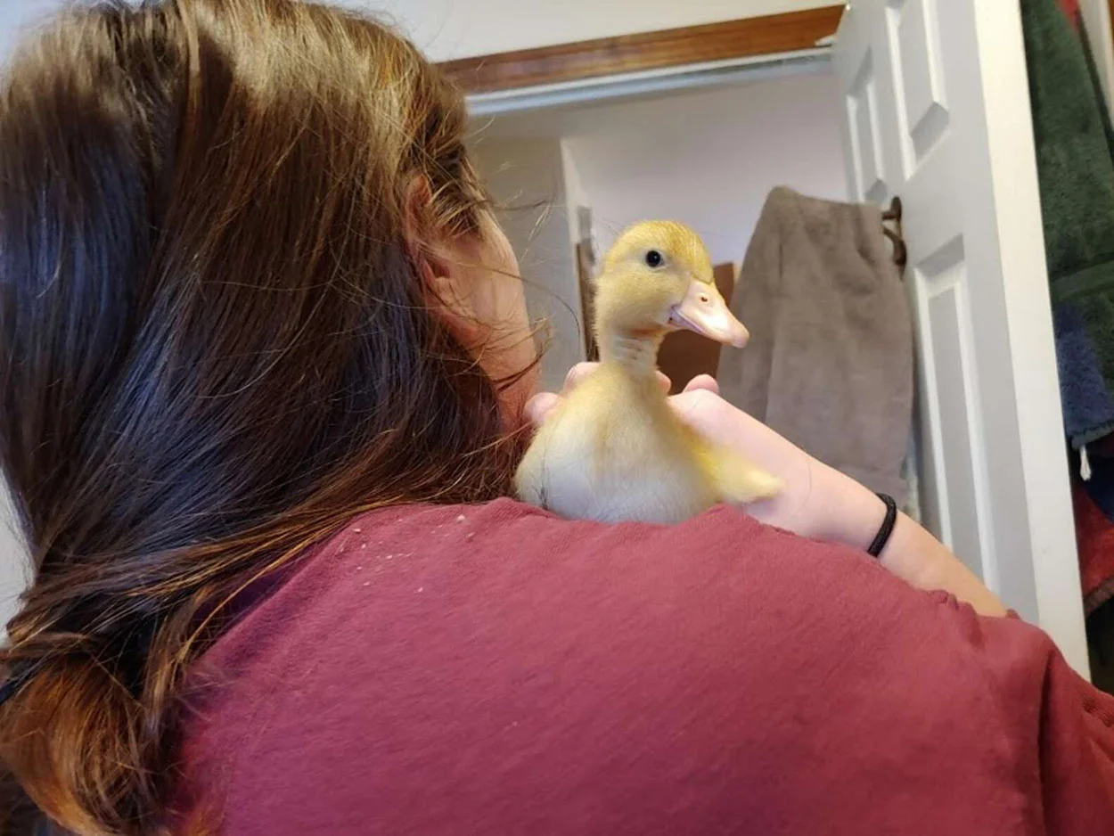 Patito se cría con las gallinas