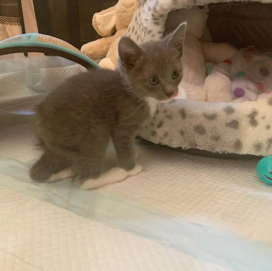 Pequeño felino rescatado