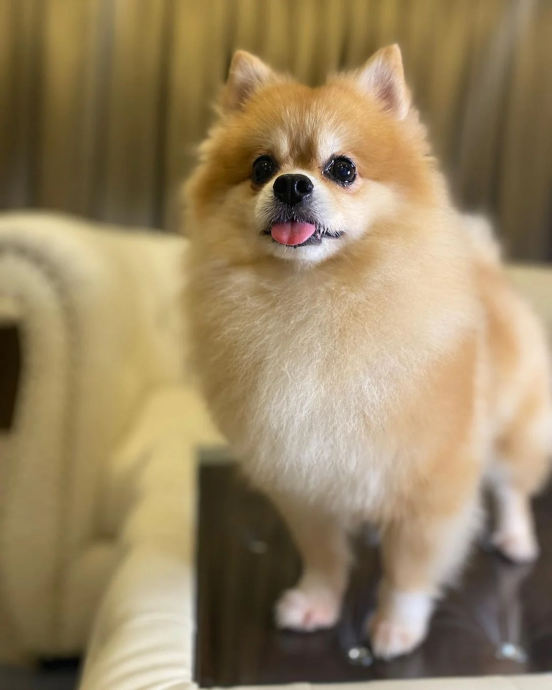 Perrito disgustado por la ración de comida que recibe