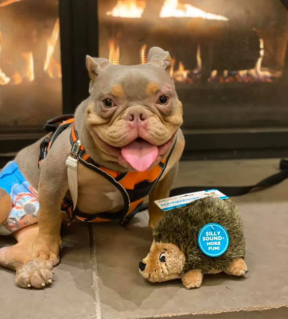 Perrito necesita animarse Jack