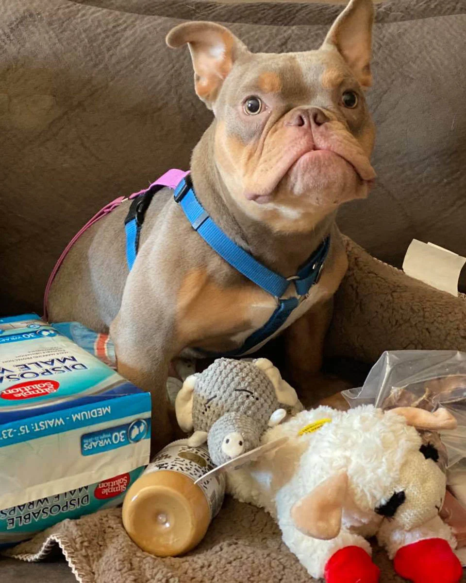Perrito necesita animarse regalos