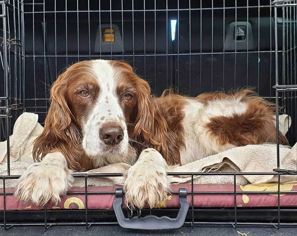 Perro mayor en su jaula