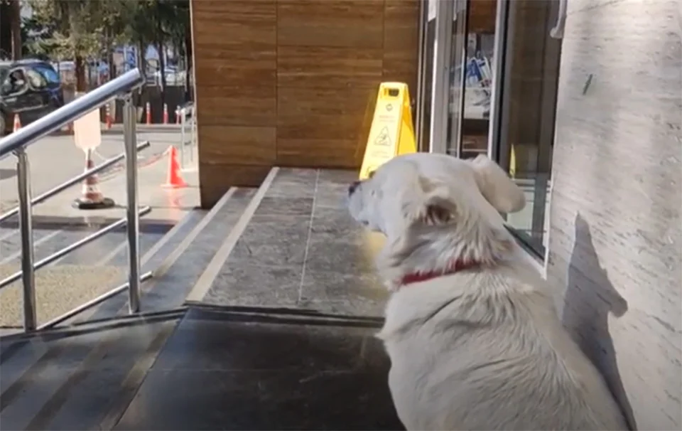 Perro se queda esperando amo