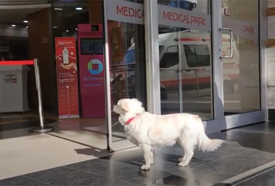 Perro se queda esperando