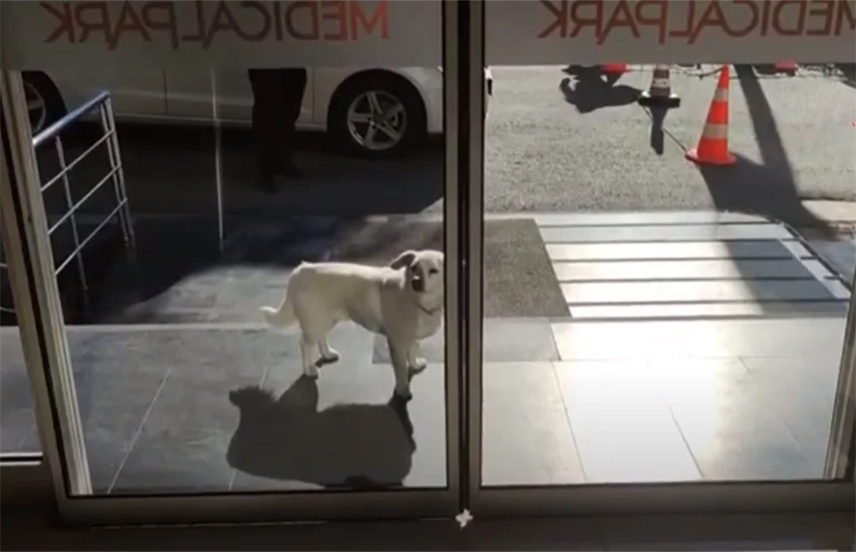 Perro se queda paciente