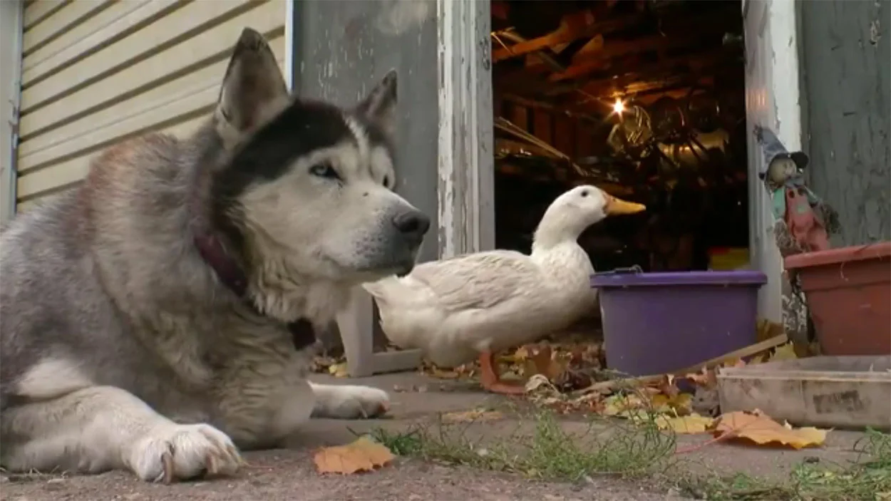 Perro y un pato amigos