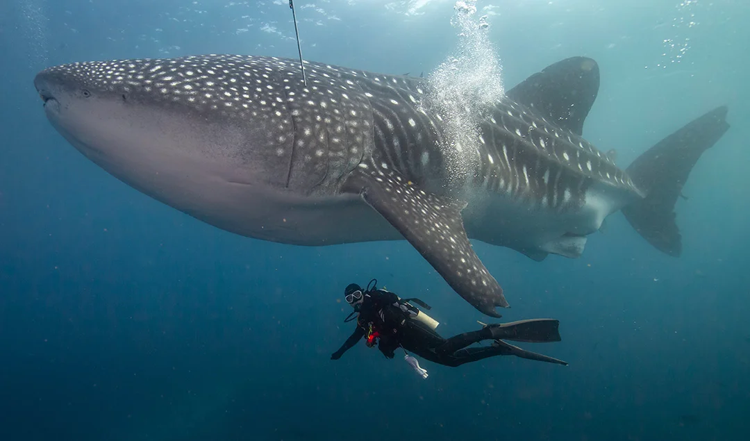 Tiburón ballena nadando junto a un buzo