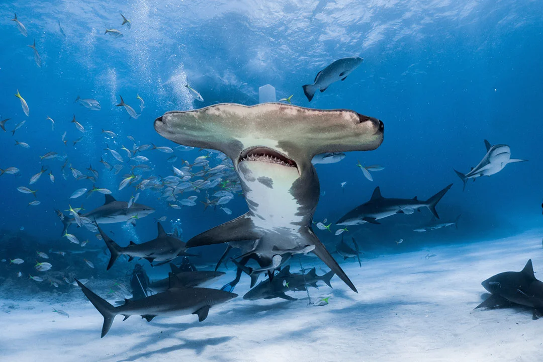 Tiburón martillo nada junto a otros escualos