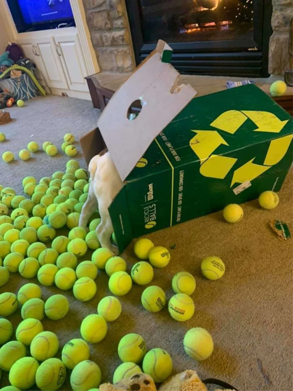 bulldog pelotas de tenis bulldog pelotas de tenis