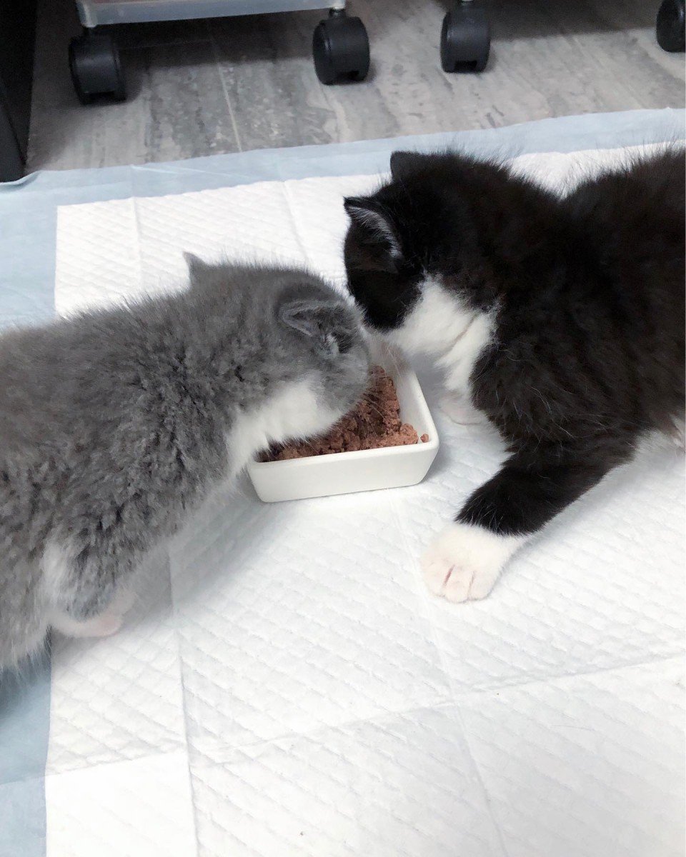 gatitos rescatados comen juntos