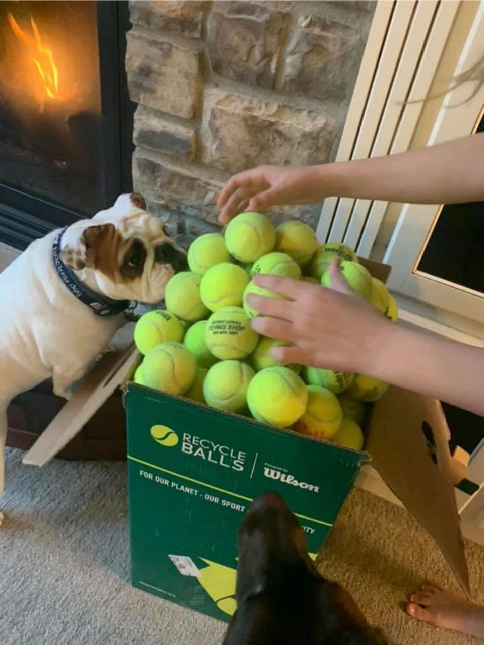 perra caja de pelotas tenis perra caja de pelotas tenis