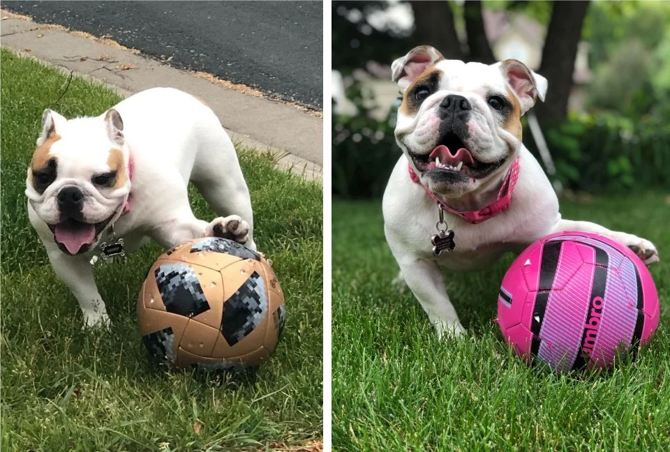 perra juega pelotas perra juega pelotas