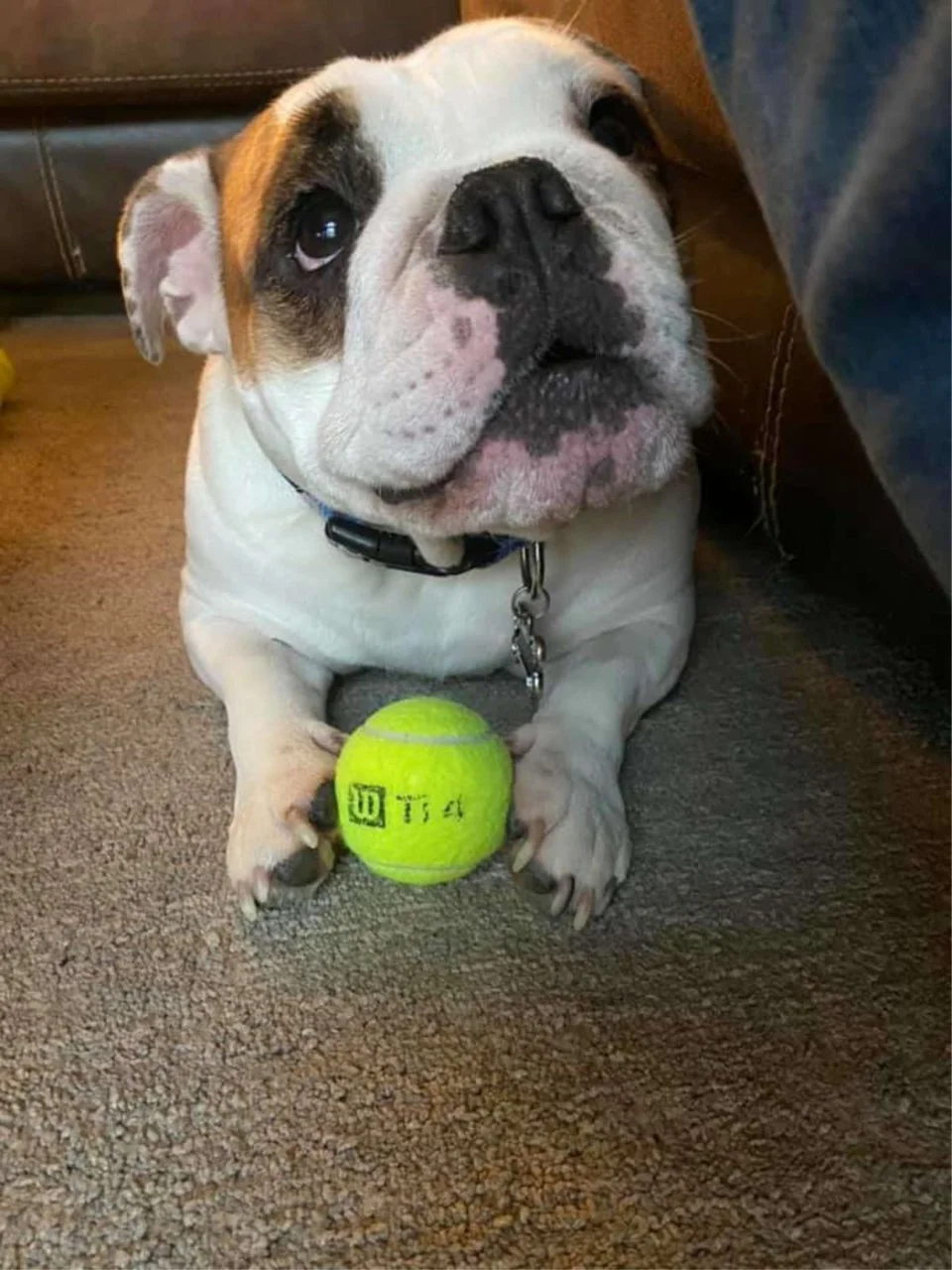 perra pelota de tenis perra pelota de tenis